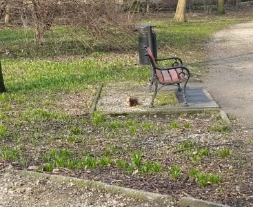 'Pszczółkom' udało się zaobserwować wiewiórkę! - powiększ